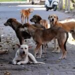 સ્પેશ્યલ ડ્રાઈવઃ મહિનામાં 33000 ખુદાબક્ષો, ₹2.43 કરોડનો દંડ વસુલાયો