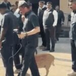 Daily Rashifal: તમારી કાર્યક્ષમતા લોકોના દિલ જીતશે, માતાજીની પૂજા જરૂરી