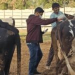 Surendranagar: સાયલાના ગોસળ ગામમાં ખેતરમાંથી ગાંજાના 26 જેટલા છોડ મળ્યા, પોલીસે આરોપીની ધરપકડ કરી