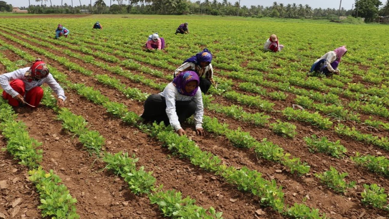 Gujarat Weather Abalal patel